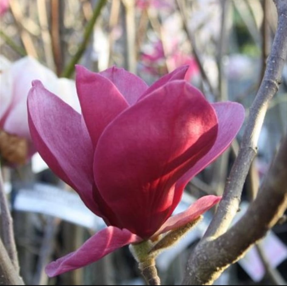 Магнолия Ред Эз Ред